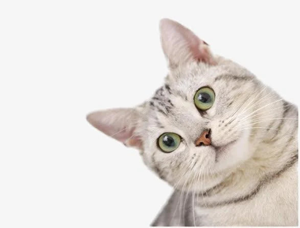 Cat Products
