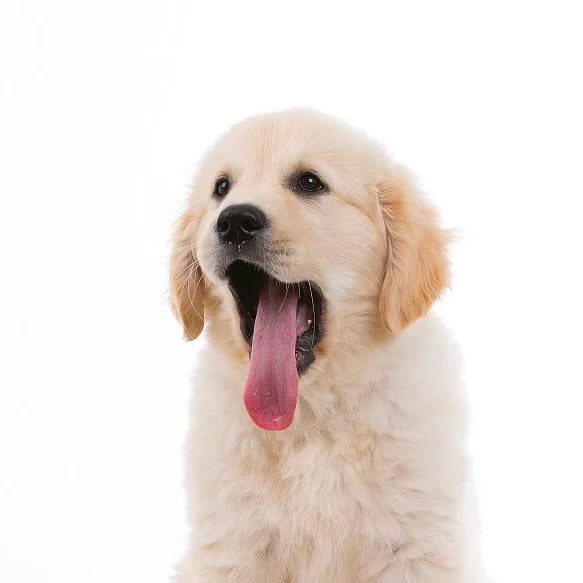 Dog Products