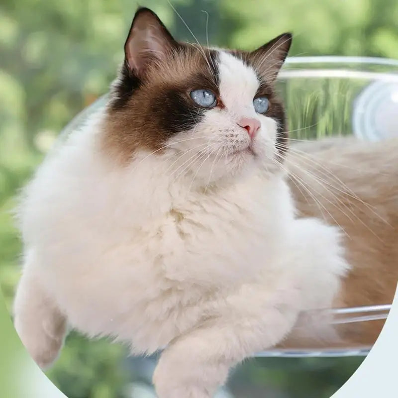 CuteTailStory® Cat Hammock